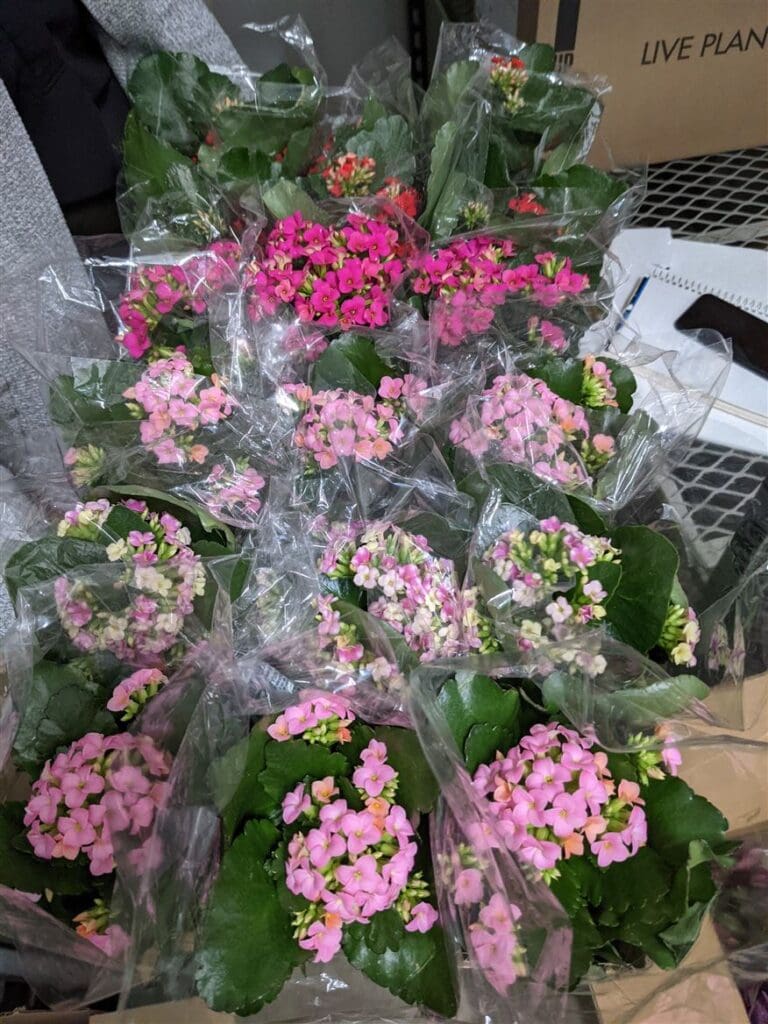 Buying Wholesale Flowers - 4 Key Tips